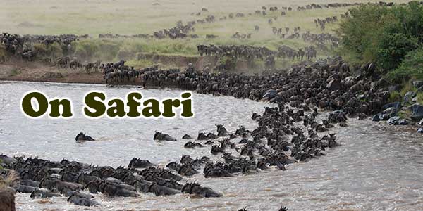 On Safari 